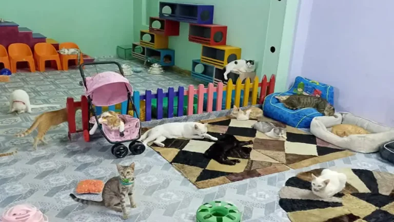 Cat Housing