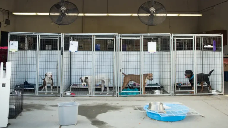 Dog Kennels​1