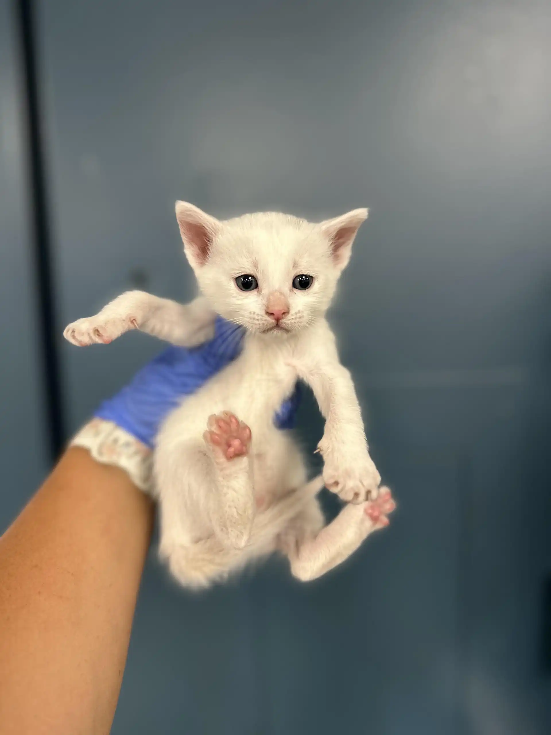 White small cat rescued