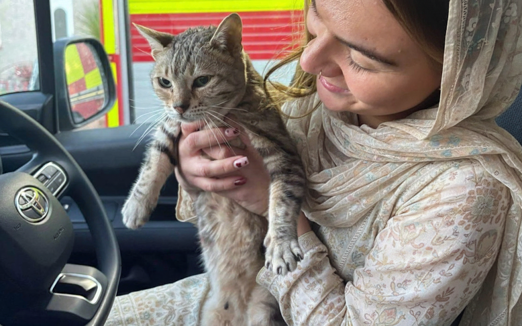 cat adopted