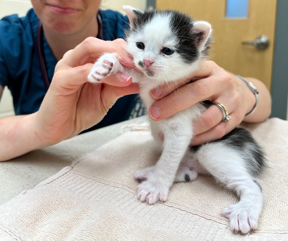 cat treatment