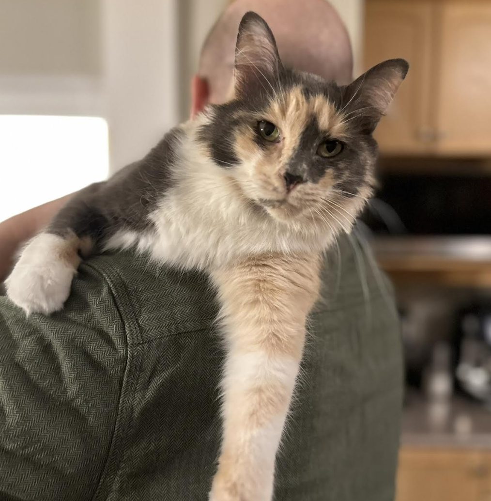 man rescue the cat
