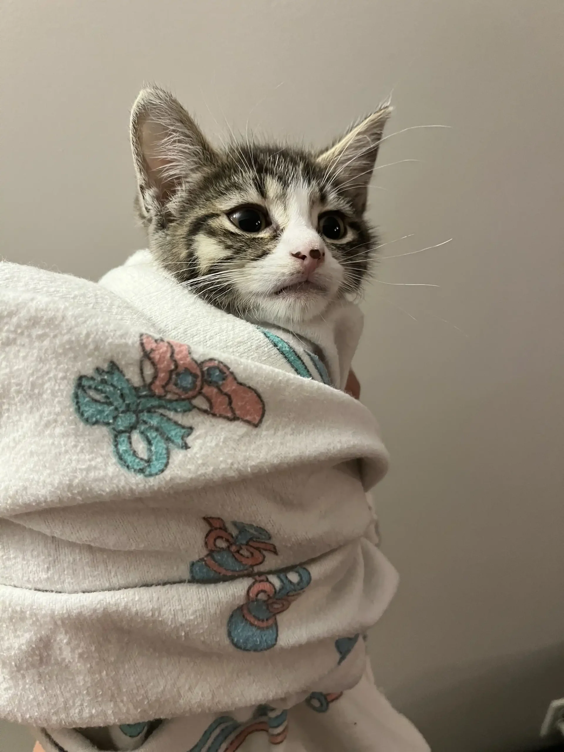 small cat